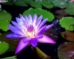 Phim Phổ Hiền Hạnh Nguyện