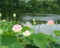 Phim Phật Thuyết A Di Đà Kinh