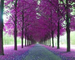 HĐCM - HĐTS Trung ương GHPGVN đến viếng Thân mẫu TT Thích Thanh Điện