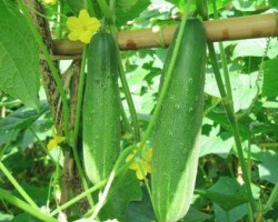 9 Loại Rau Chữa Bệnh Tiểu Đường