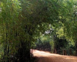 Bài Thuốc Từ Cây Tre