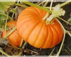 Bài Thuốc Từ Bí Đỏ