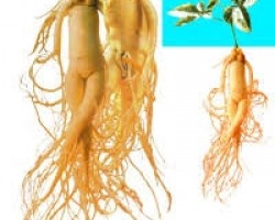 Bài Thuốc Chữa Hiếm Muộn Cho Phụ Nữ