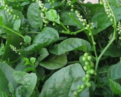 Bài Thuốc Từ Rau Mồng Tơi