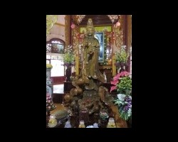 Gốc Cây Thủy Tùng Biết Chọn Người Đẽo Tượng