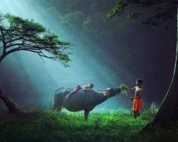 Lợi dụng giấy ủy quyền của nhà chùa để lừa đảo 