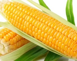 Dược Thiện Cho Người Gan Nhiễm Mỡ