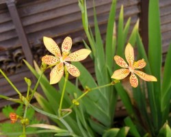 Bài Thuốc Trị Hen