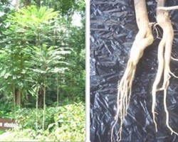 Tác Dụng Của Rễ Cây Mật Nhân