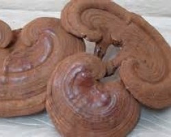 Tác Dụng Của Nấm Linh Chi